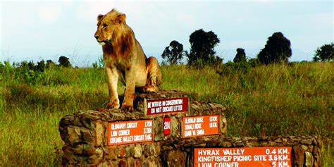 Nairobi National park Tour Kenya Safari morning or afternoon game drive