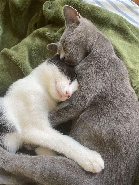 16 Cuddling Kitties to Share With Your BFF | Cuteness