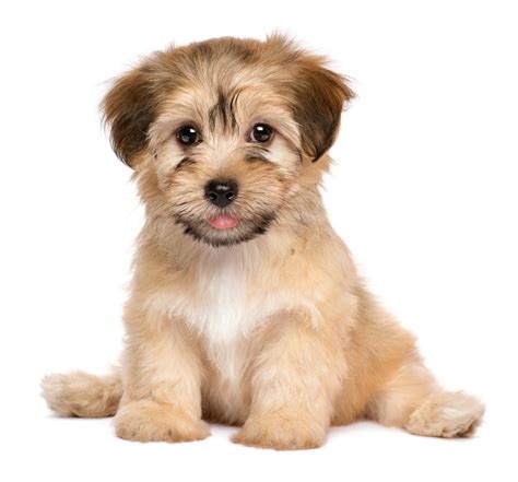 Cute sitting havanese puppy dog - Harwood Veterinary Hospital