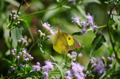 Southern dogface butterfly stock photo. Image of southern - 260675294