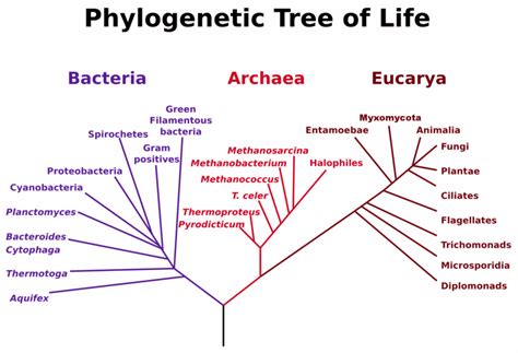 About Mutation: Archaea