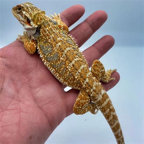 Orange Blue Bar Bearded Dragon For Sale - Reptiles For Sale