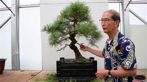 how to trim a pine bonsai tree - Dignified Log-Book Portrait Gallery