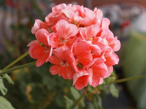 Do Deer Eat Geraniums? (Read This First!) - LeafyJournal