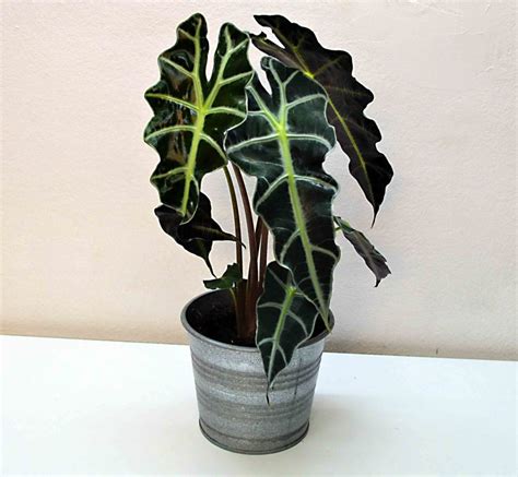 ALOCASIA POLLY PLANT (Only Barcelona)