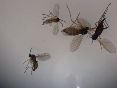 Fungus Gnat - Insect ID