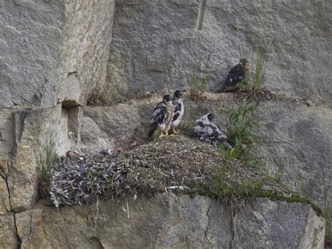 Peregrine Falcon Nesting: A Complete Guide | Birdfact