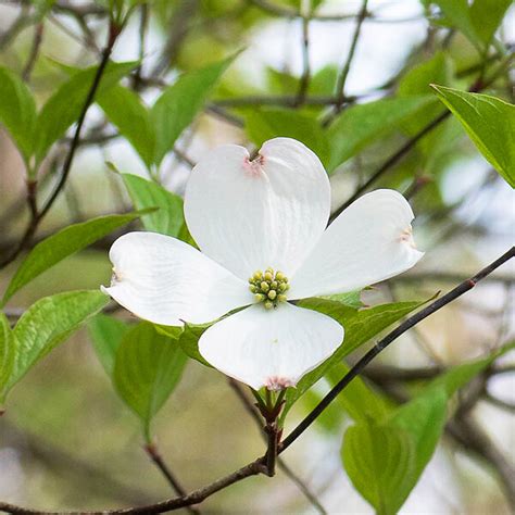 White Dogwood For Sale Online | The Tree Center