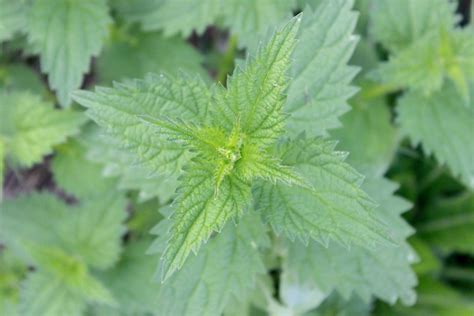 A Family Herb: Stinging Nettle Leaf Uses – Herbal Academy