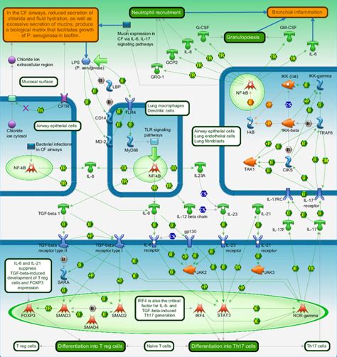 Cytokine production by Th17 cells in CF (Mouse model) Pathway Map - PrimePCR | Life Science ...