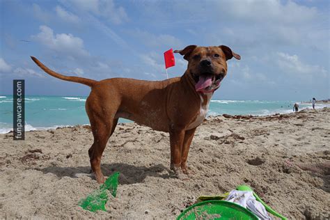 Dog Beach Miami Opening (Part 2)