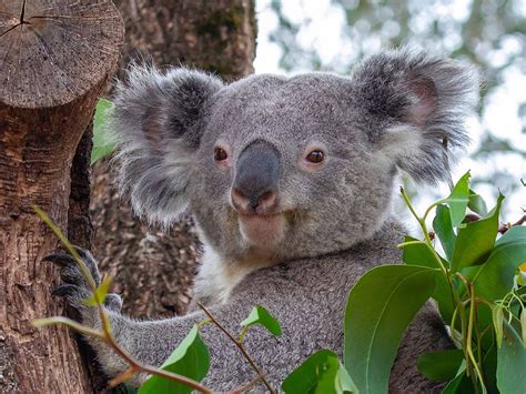 Ethical Zurich Zoo Swiss Attractions - Animals have much space to roam as possible - Truly Hand ...