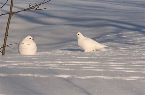 Ptarmigan: Masters of camouflage in the snowy landscape – Naturally North Idaho