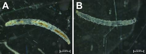 Images of flea larvae taken under a stereo microscope. Presence of soil... | Download Scientific ...