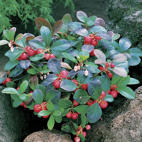 Establishing Wintergreen berries and applying proper care - Dig It Right | Dig It Right