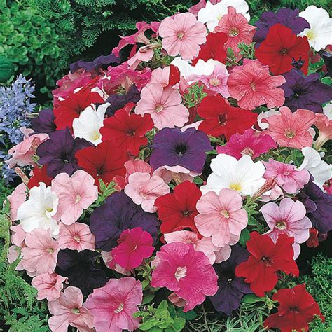 Petunia Mixed Colors 50 seeds | Etsy