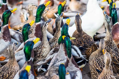 Large Group Of Ducks Anatinae Birds Habitat Photo Background And Picture For Free Download - Pngtree