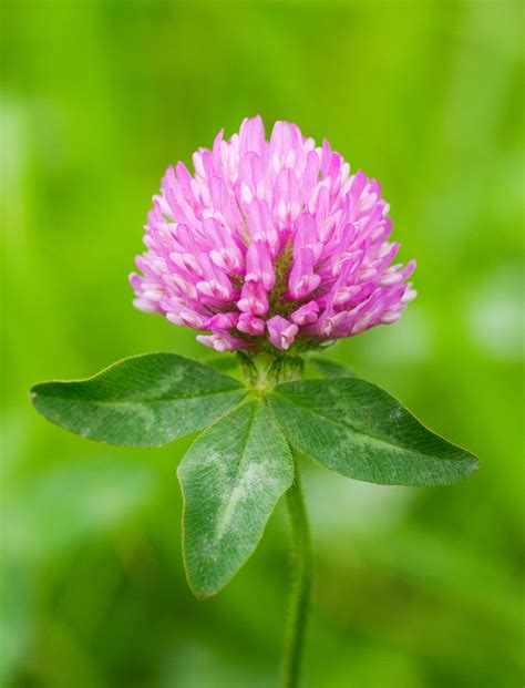 Red Clover (Trifolium pratense) – The Sacred Willow