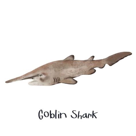 Goblin Shark Fish Facts | Mitsukurina owstoni - AZ Animals