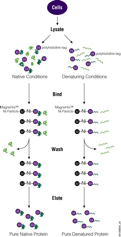 Protein Purification Guide | An Introduction to Protein Purification Methods