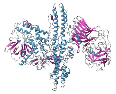 Botulinum Toxin Chemical Structure | Hot Sex Picture