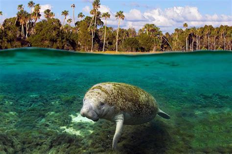 swimming manatee, kings bay, georgia photo | One Big Photo