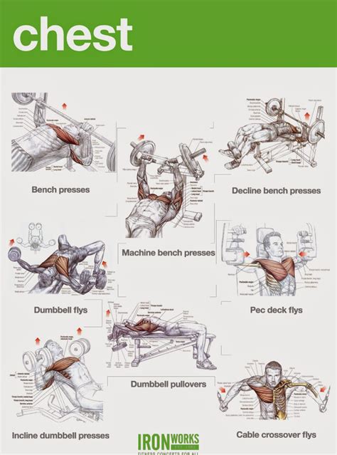 Bodybuilding Chest Exercises Chart Hd Images