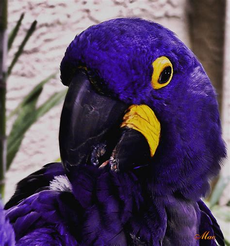 Purple Hyacinth Macaw