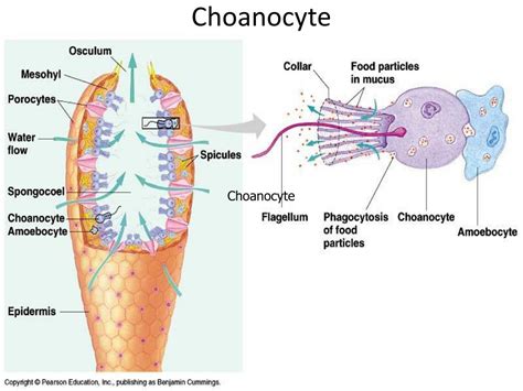 PPT - Phylum Porifera PowerPoint Presentation, free download - ID:5346840