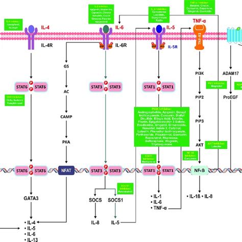 MAPK mediated signaling pathway induced by interleukins leading to ...