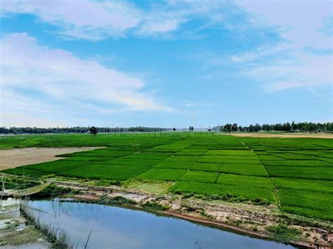 Large Green Paddy Rice Field Birds Eye View Stock Photo - Image of ...