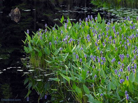 Pickerel Weed in Flower – Otter Boyd