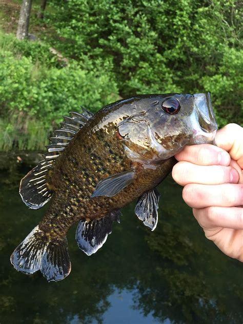 Beautiful Warmouth Bream caught in Holly Springs, MS. : r/Fishing