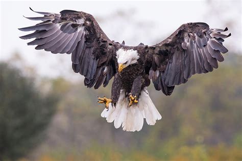 Bald Eagle Landing Photograph by Phoo Chan