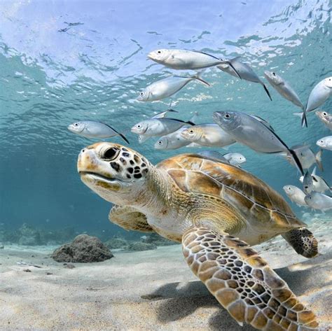 Interesting Facts About Sea Turtles and Tortoises | Sea turtles photography, Sea turtle pictures ...