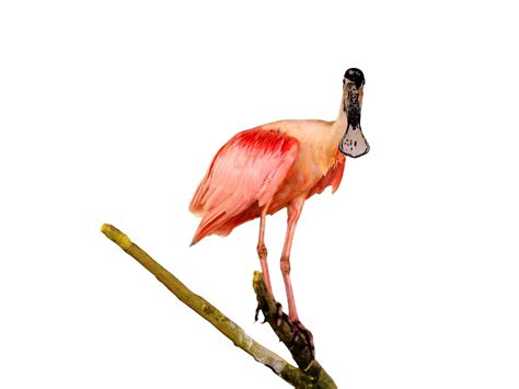 Painting Of Roseate Spoonbill Free Stock Photo - Public Domain Pictures