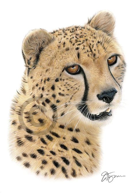 African Cheetah Color Pencil Drawing Print Big Cat Art Artwork Signed by Artist Gary Tymon 2 ...