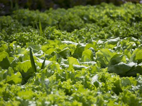Free Images : field, lawn, flower, food, salad, produce, agriculture, vegetables, brassica ...