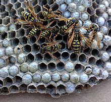 Paper wasp - Wikipedia