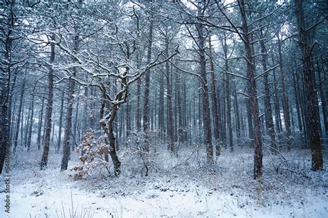 Winter in the pine forest Stock Photo | Adobe Stock