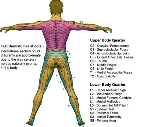 What Is A Dermatome Map | Dermatome Map