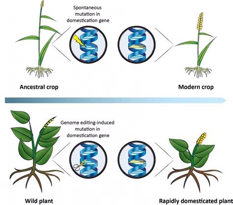 Proponen usar CRISPR para acelerar la domesticación de plantas