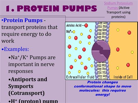 PPT - ACTIVE TRANSPORT PowerPoint Presentation, free download - ID:2802315