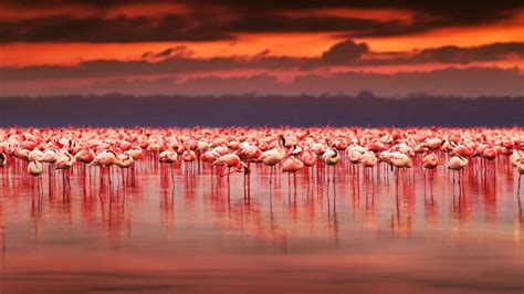 Nakurusee, Nakuru County - Tickets & Eintrittskarten | GetYourGuide