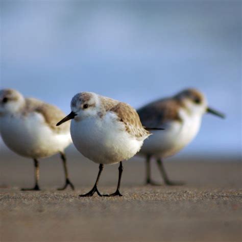 British Columbia Shorebird Migration Tour