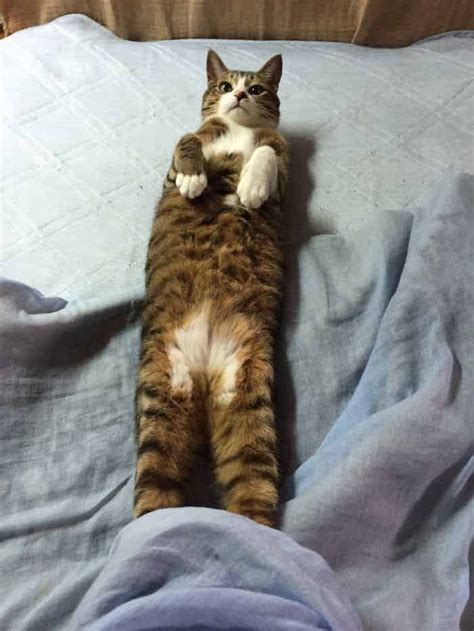 People Are Posting Pics Of Their Cats Stretching, And It’s Hilarious - We Love Cats and Kittens