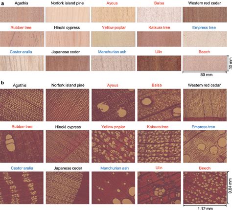 Figure 2 from Rapid identification of wood species by near-infrared ...