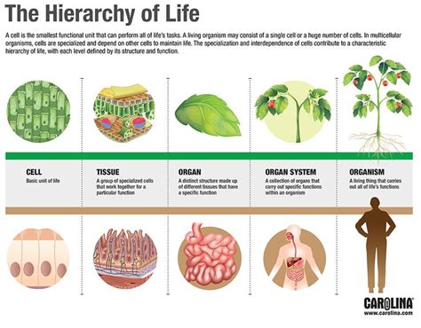 Infographic: The Hierarchy of Life | Biology interactive notebook ...