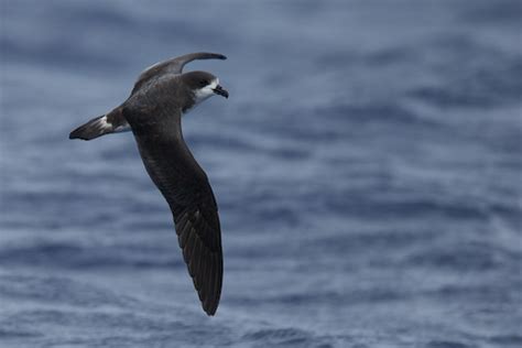 Bermuda Petrel – birdfinding.info