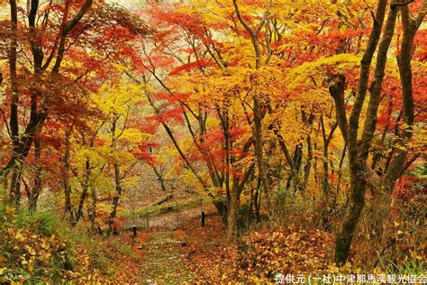 Yabakei One Day Bus Tour with Autumn Leaves Viewing from Fukuoka ...